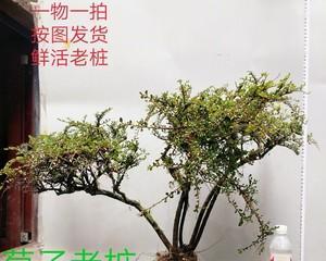 荀子盆景的养殖方法（打造自然与美的小世界）