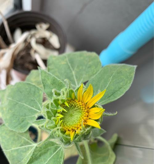 向日葵开花的季节（探寻向日葵开花的奥秘）