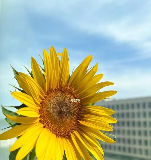 向日葵开花的季节（探寻向日葵开花的奥秘）