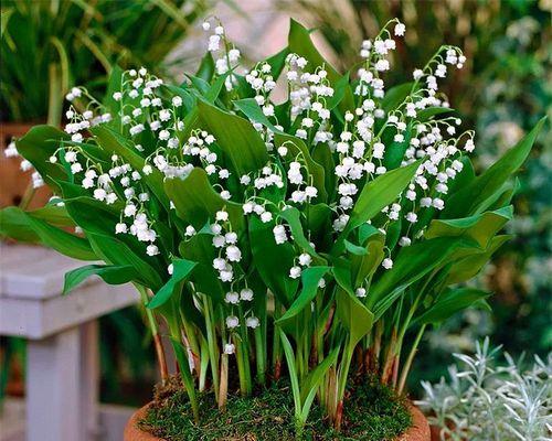 玲兰花的种植方法（从选购到养护，轻松打造美丽玲兰花园）