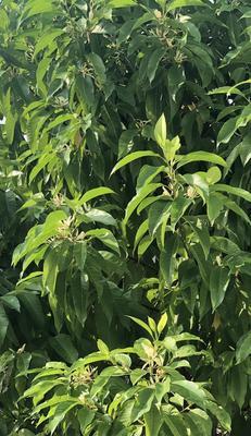 白兰的种植与养护方法（学习白兰的种植技巧，让你轻松拥有芬芳的白兰花园）