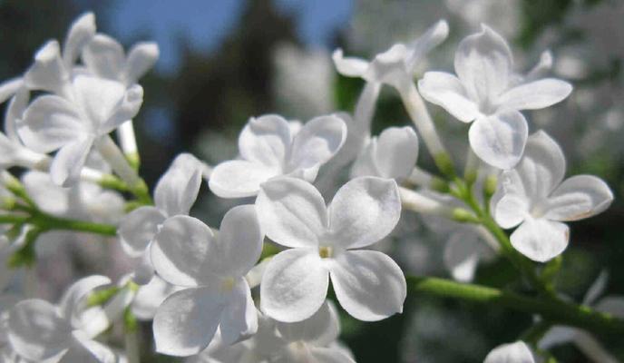 丁香花的种植方法（打造美丽庭院，从丁香花开始）