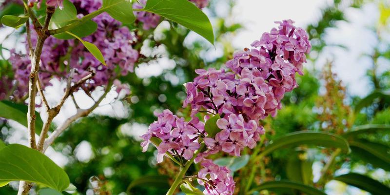 丁香花的种植方法（打造美丽庭院，从丁香花开始）