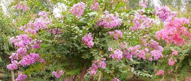 丁香花的种植方法（打造美丽庭院，从丁香花开始）