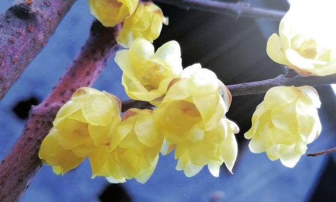 忍冬花的养殖技巧（打造芬芳四季的家庭花园）