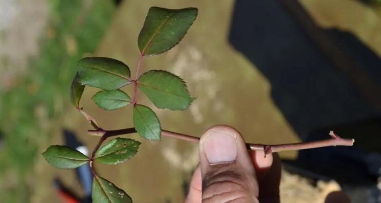 插扦月季花的最佳时间（花期之前、植株之后，选对插扦时间更顺畅）