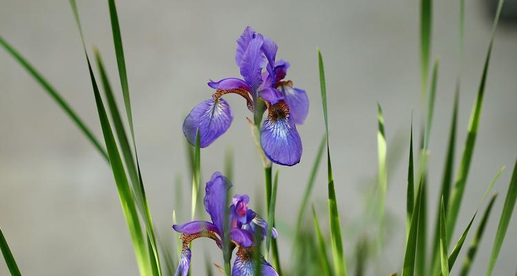 花开六月，美丽绽放（六月份最美的八种花及其开放时间表）