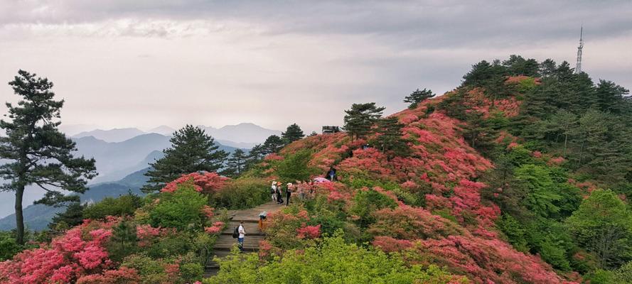 杜鹃花的生态习性与观赏价值（鲜艳多彩的花海点缀山水美景）