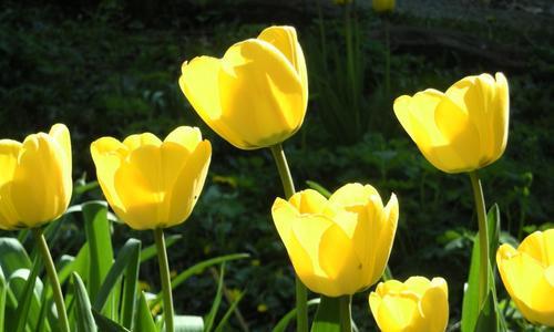 郁金香花的美丽与神秘（探秘郁金香的形态、颜色和特点）