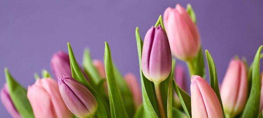 郁金香花的美丽与神秘（探秘郁金香的形态、颜色和特点）