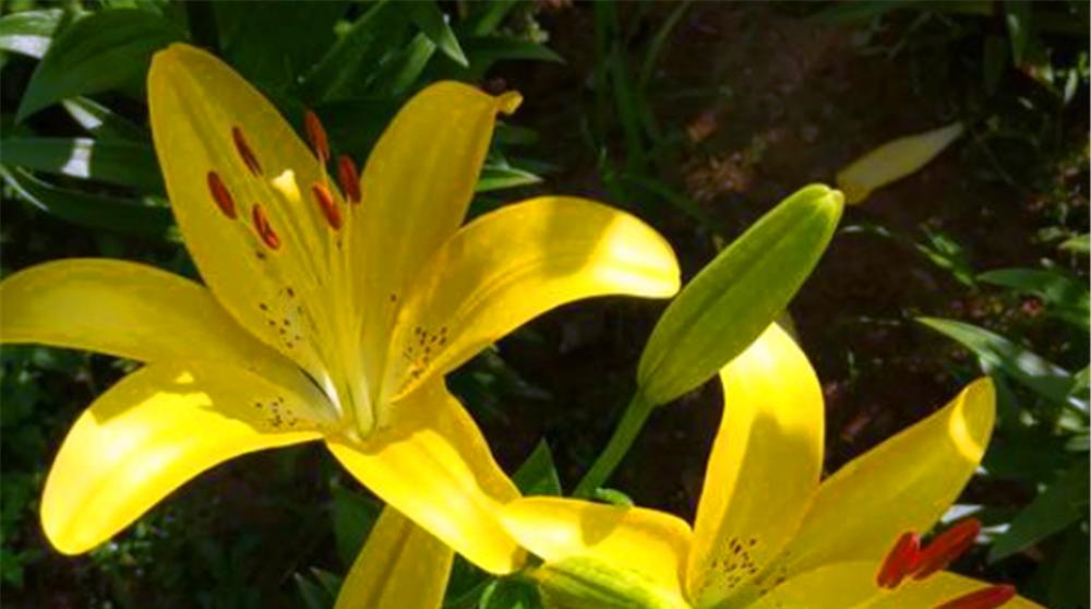 百合花种植技术与栽培管理（掌握百合花的生长习性和栽培方法，打造优美花园）