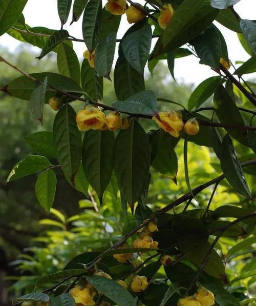 如何养护金花茶（金花茶的种植和养护技巧）