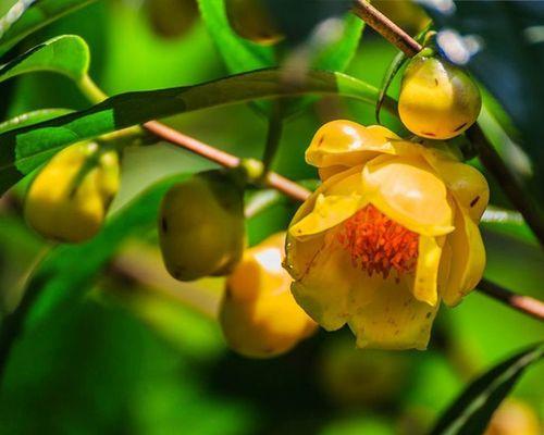 如何养护金花茶（金花茶的种植和养护技巧）