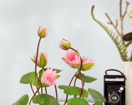 如何养护水盆栽荷花（打造美丽的水上花园，让荷花为你绽放）