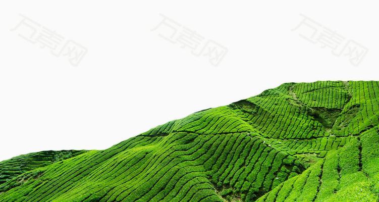 茶叶种植指南（从选地到采摘，让您种出高品质的茶叶）