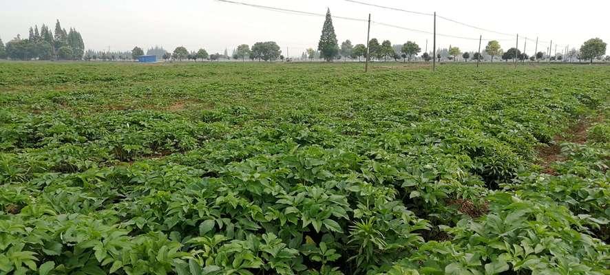 白芷的种植技巧（从栽培到收获，助你轻松打造出品质上乘的白芷）