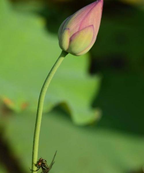 荷花的最佳发芽月份（探究荷花生长周期与发芽的关系）