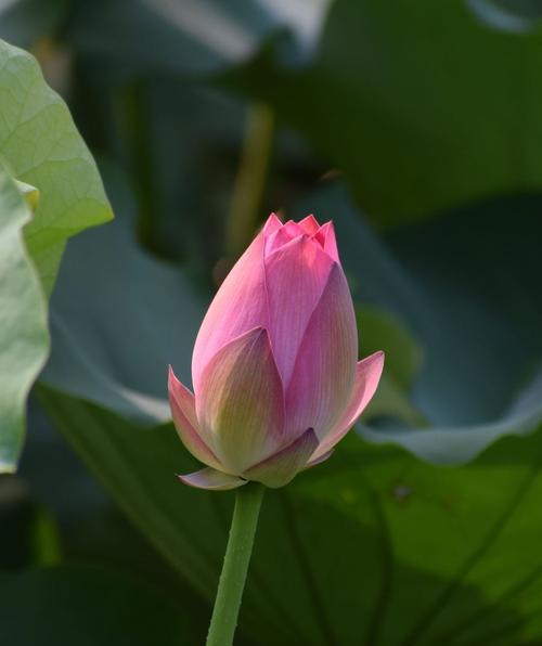 荷花的最佳发芽月份（探究荷花生长周期与发芽的关系）