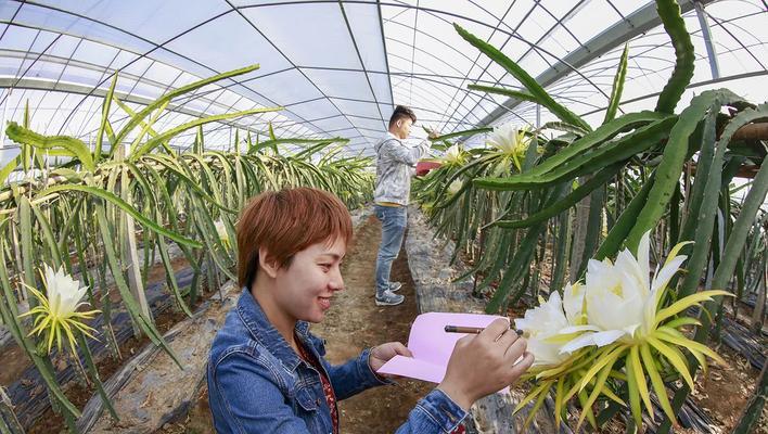 火龙果种植技术要点（掌握这些技巧，让你的火龙果高产又优质）