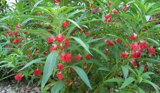 如何种植美丽的凤仙花（从选种到养护，全方位详解凤仙花种植技巧）