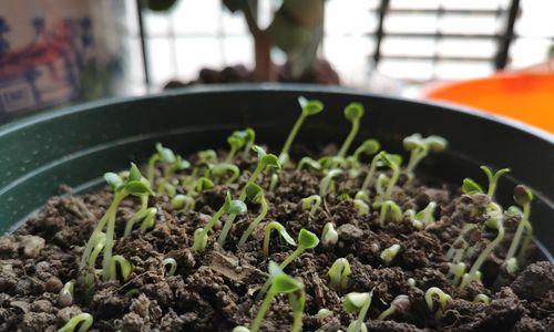 如何种植美丽的凤仙花（从选种到养护，全方位详解凤仙花种植技巧）