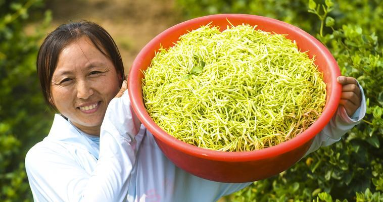 金银花的种植与养护（从选苗到收成，让你轻松种植一片金银花海）