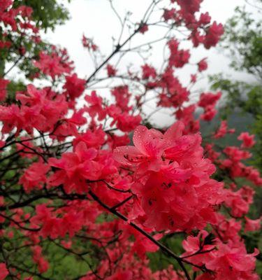 红色杜鹃花的意义与象征（传递爱情和勇气的鲜花，开遍山林的壮丽景象）