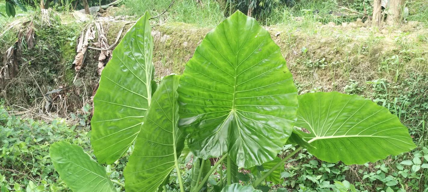 滴水莲花真的有毒吗？（科学家的研究证实毒性不高，但仍需谨慎）