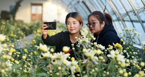 菊花种植与管理（打造精美花坛的秘籍）