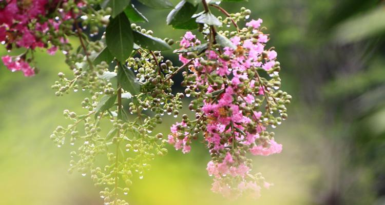 代表友情的花有哪些（探寻花语，感受友情）