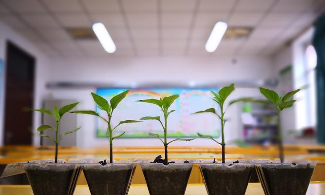 从种子到成熟的西红柿（轻松掌握西红柿苗种植技巧，成为育苗专家！）