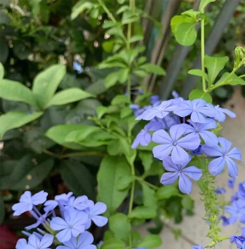 夏日花园之美——夏天适合种植的花卉种类（让花园在夏日绽放，打造独特的夏日花园风格）