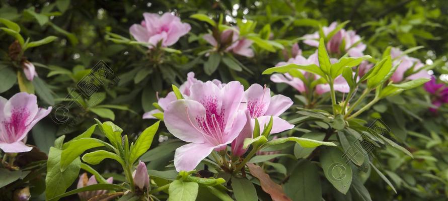 探寻杜鹃花科的奇妙世界（探寻杜鹃花科的奇妙世界）