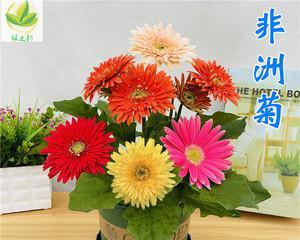 如何正确养护非洲菊（打造繁茂多姿的非洲菊花园）