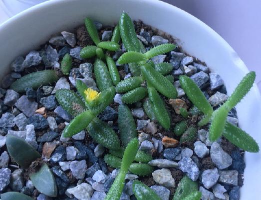 多肉植物雷童的养殖技巧（轻松打造高级感的小清新植物）