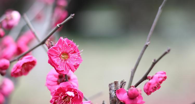 梅花的意义与象征（探究梅花的文化内涵与精神）