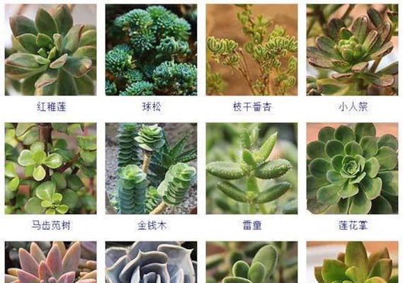 多肉植物种植大全（打造绿色空间，美丽与舒适并存）