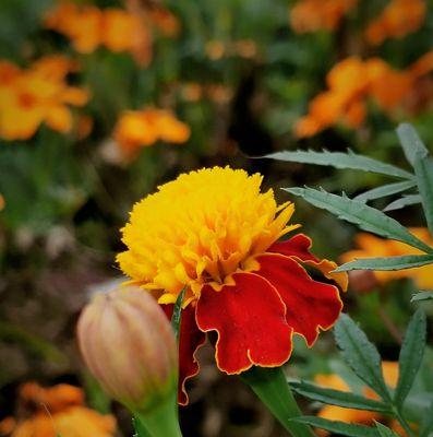 孔雀草打顶后的开花时间（探究孔雀草生长特点与开花规律）