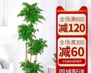 如何用植物去除家庭甲醛？（选择什么植物最有效？）