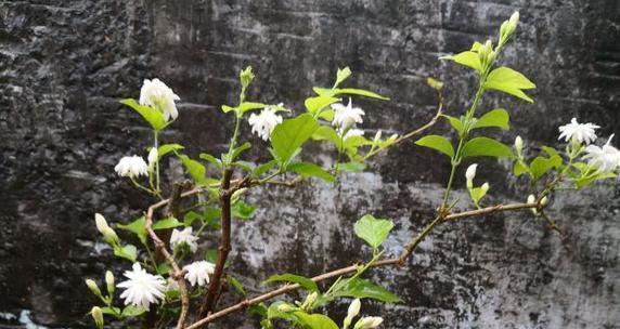 茉莉花烂根的原因（探究茉莉花生长中的问题与解决方法）