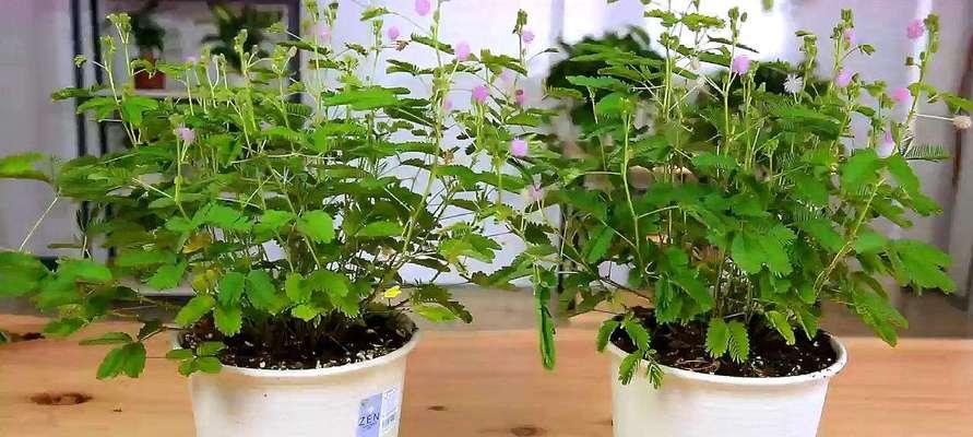 如何种植含羞草（从选地到养护，教你一步步做好种植）