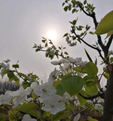 梨树二次开花现象（探究梨树二次开花的原因和影响）