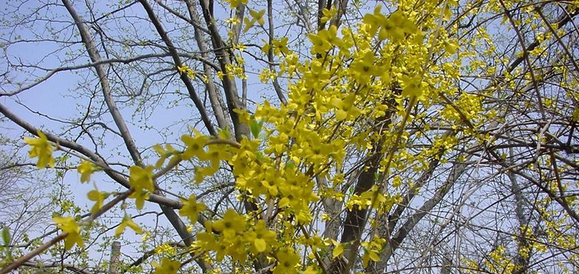 赏花知春，春天百花齐放（探寻春天的花海，邂逅不一样的色彩世界）