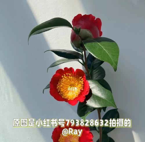 探秘山茶花——千年传承的瑰宝（从历史到文化，从栽培到医药）