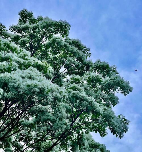 流苏花的花语及意义