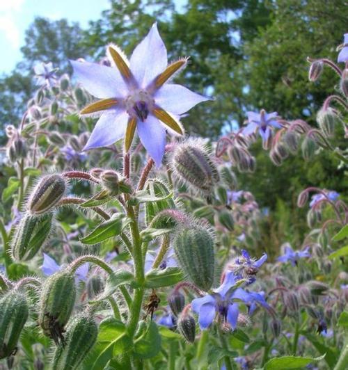 琉璃苣花之美——花语和象征意义解读（探索琉璃苣花的花语和含义，揭示其神秘和独特之处）