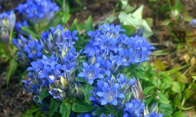 龙胆花（探索龙胆花的花语和神秘力量）