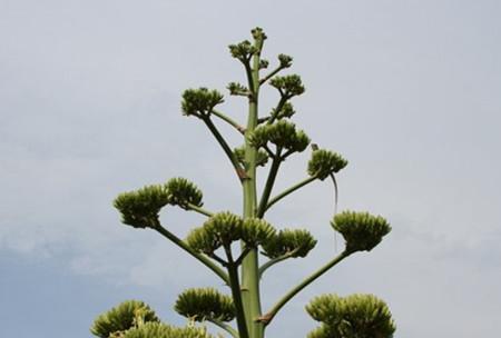 龙舌兰花语的意义与传承（探寻龙舌兰花语的深层内涵与文化价值）