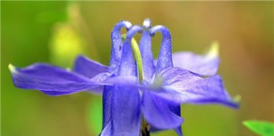 耧斗菜之花语（探寻耧斗菜的神秘花语，展现它在生命中的重要意义）