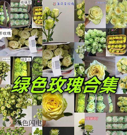 绿玫瑰的花语与象征——寓意丰富的绿色之恋（绿色之恋）